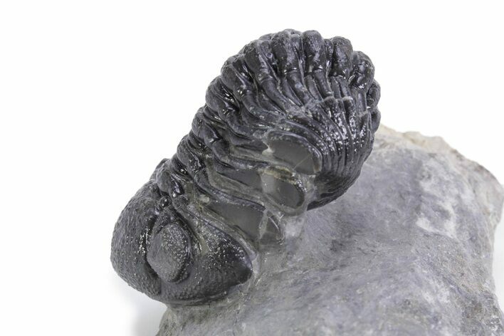Detailed Austerops Trilobite - Ofaten, Morocco #359609
